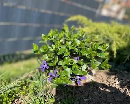 Jakimowka Villa Ogonki